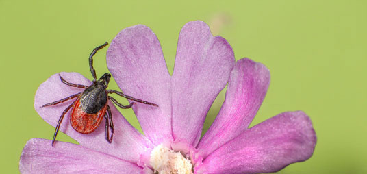 prevenire la malattia di Lyme